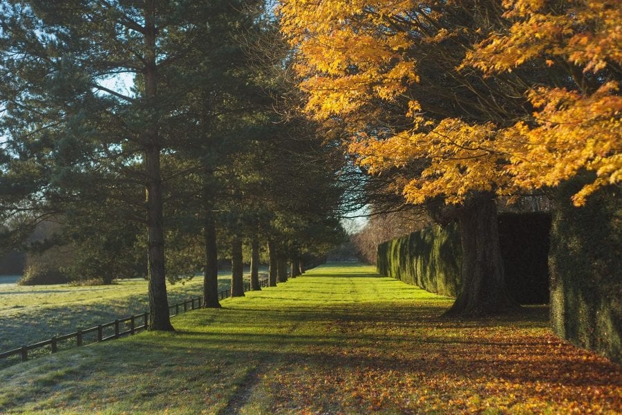 Avenue of trees Farleigh Wallop