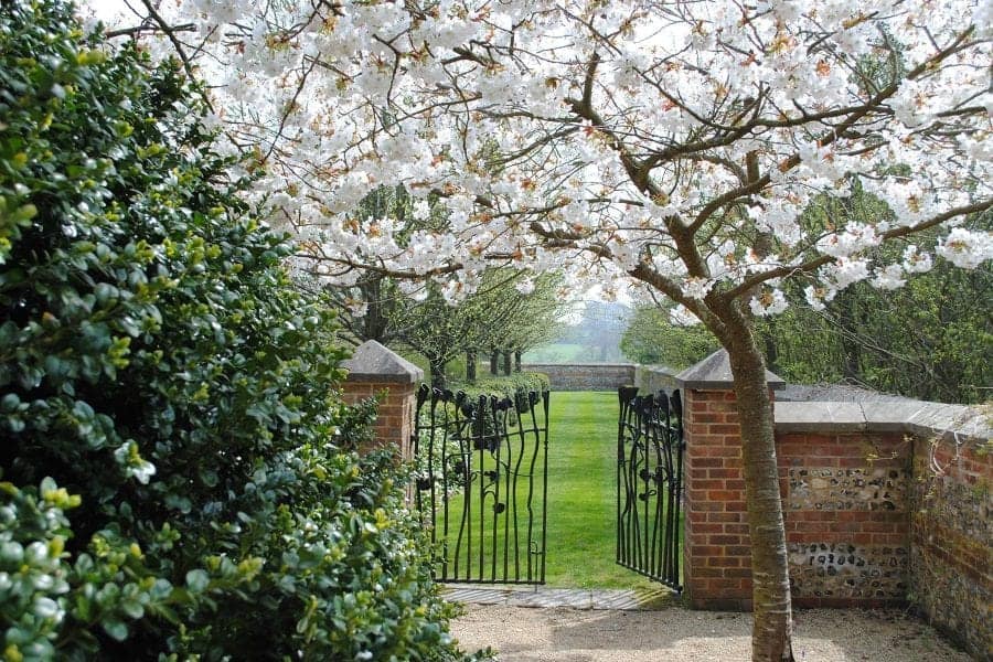 Cherry Blossom Farleigh Wallop