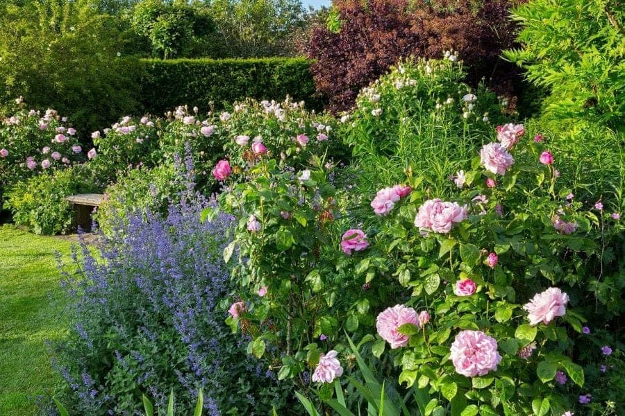 The Farleigh Wallop rose garden