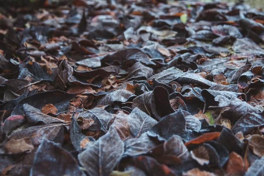 frosty winter leaves in the garden