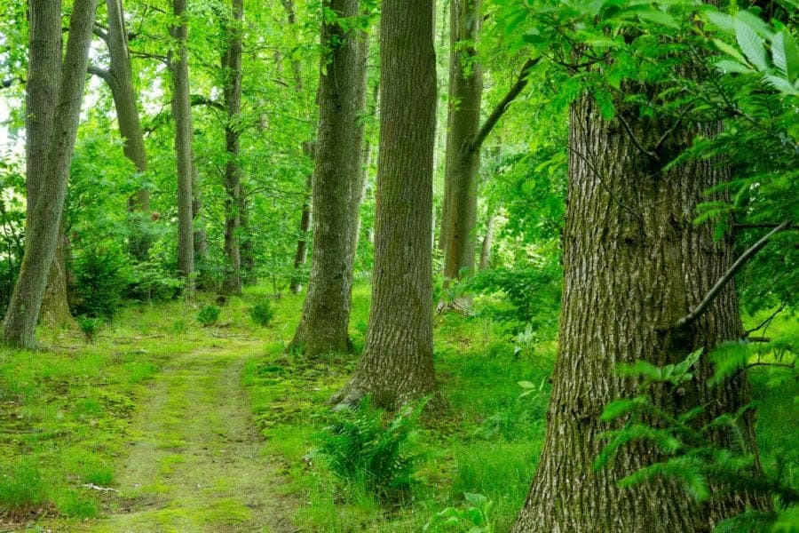 Natural woodlands for walking at Farleigh House