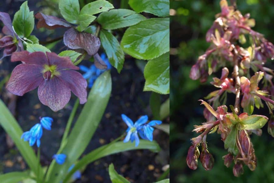 Some of the flowers in the Farleigh Wallop Gardens